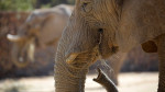 Οργή στην Ινδία: Νεκρή ελεφαντίνα που έφαγε ανανά με κροτίδα