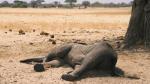 Μποτσουάνα: Τι ακριβώς σκότωσε τους 275 ελέφαντες - Διεθνή κατακραυγή 