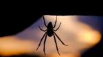 Ρίο: Στο νοσοκομείο ασθενής από τσίμπημα μαύρης αράχνης - Επιχείρηση για μεταφορά αντίδοτου
