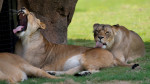 Θετικά σε κορωνοϊό τέσσερα λιοντάρια στον ζωολογικό κήπο της Βαρκελώνης