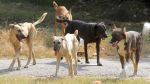 Έρευνα μετά από καταγγελία για δηλητηρίαση και θανάτωση δύο αδέσποτων σκύλων στην Ημαθία	