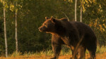 Σλοβακία: Αρκούδα σκότωσε 57χρονο στα όρη Τάτρα