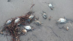 Καναδάς: Ο καύσωνας προκάλεσε τον θάνατο σε 1 δις θαλάσσια πλάσματα του Ειρηνικού ωκεανού