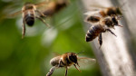Πυρκαγιές: Κάηκαν 9.000 μελισσοσμήνη - 10.000 τόνοι πευκόμελου χαμένοι